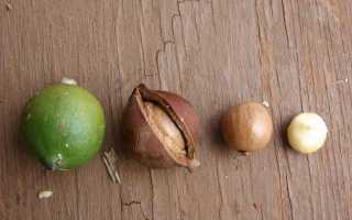 Скорлупа ореха макадамия полезные свойства