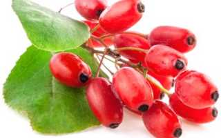 Полезные свойства барбариса ягоды