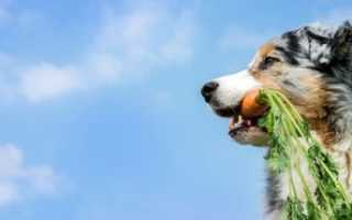 Овощи полезные для собак
