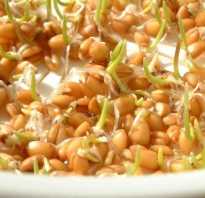 Чем полезны проросшие зерна пшеницы