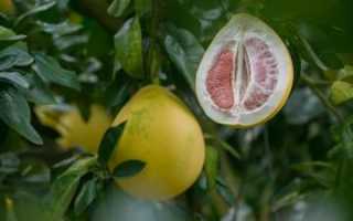 Памелла фрукт полезные свойства для похудения