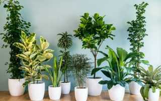 Комнатные растения полезные для человека