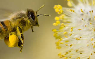 Пыльца цветочная обножка полезные свойства