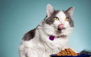 Полезен ли сухой корм для кошек