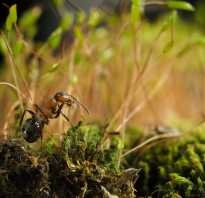 Чем полезны муравьи в природе