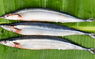 Сайра рыба полезные свойства