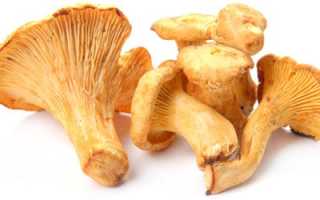 Полезные свойства грибов лисичек