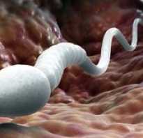 Чем полезна женщине сперма