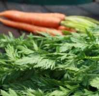 Полезные свойства морковной ботвы