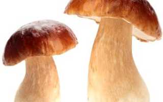 Чем полезны белые грибы