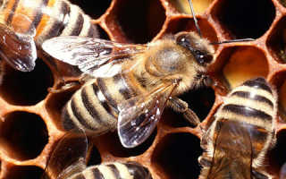 Пчелиная перга чем полезна для мужчин