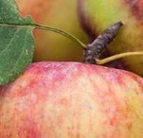 Что содержится полезного в яблоках