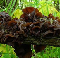 Чем полезны грибы древесные