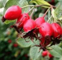 Полезные свойства ягоды шиповника