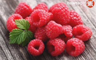 Полезные свойства малины ягоды