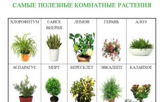 Самые полезные комнатные растения для человека