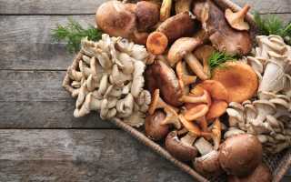 Самые полезные грибы для человека