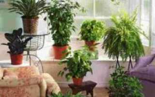 Польза и вред комнатных растений