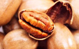 Пикантный орех полезные свойства