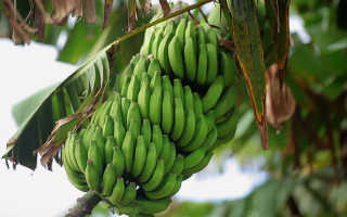Полезные свойства бананов для организма человека