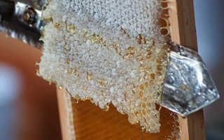 Пчелиный забрус вред и польза