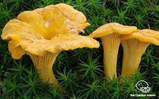 Чем полезны грибы лисички для человека