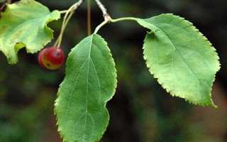 Полезные свойства листья яблони