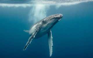 Сало кита полезные свойства