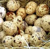 Чем полезны яйца перепелов