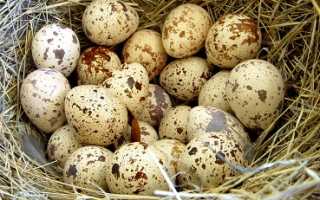 Чем полезны сырые яйца перепелиные яйца