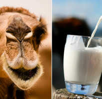 Молоко верблюда полезные свойства